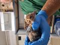 Zoo Neuwied feiert ersten Paradieskranich-Nachwuchs nach 30 Jahren