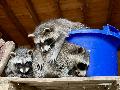Drei gerettete Waschb�ren finden im Tierpark Niederfischbach ein dauerhaftes Zuhause