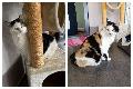 Silvy und Tipsy - Ein charmantes Seniorenteam sucht ein neues Zuhause