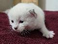 Schwerer Start ins Leben: Ein kleiner Kater mit gro�em K�mpferherz