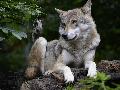 Im Oktober gerissenes Damwild in Kircheib von Leuscheider Rde gerissen