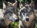 Tote Schafe in Borod: Wolf aus dem Leuscheider Rudel war verantwortlich