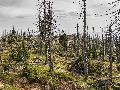 Entwicklung der Borkenkfer beschftigt Forstmter und Nationalpark weiterhin sehr