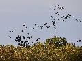 Kraniche - die "Vögel des Glücks" ziehen über den Westerwald 