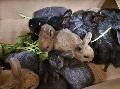 Tierschutz Siebengebirge nimmt 16 zurückgelassene Kaninchen auf