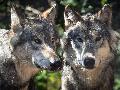 Herdenschutz wirkt: Durch gezielte Prävention gibt es weniger Schäden durch Wölfe
