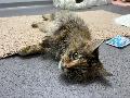 Amy: Charmante Maine-Coon-Sch�nheit sucht Kuschelplatz f�r den Lebensabend