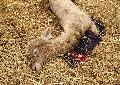 Drama in Windeck: Alpaka in Stall geworfen – Fohlen stirbt