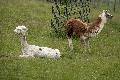 Westerwlder Naturerlebnis: Entspannung mit Lamas und Alpakas