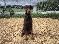 Amor auf vier Pfoten: Ein Dobermann sucht sein Zuhause