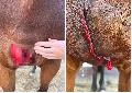 Pferdestecher in Anhausen? Pferd stand mit schwer blutender Wunde auf der Weide
