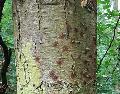 Im Forstrevier Anhausen wten die Borkenkfer weiter