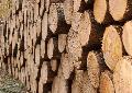 Groangelegter Holzdiebstahl in Bad Hnningen: Unbekannte entwenden 60 Festmeter Langholz