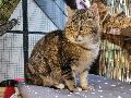 Tierschutz Siebengebirge: Der Weg zurück in die Freiheit für verwilderte Hauskatzen