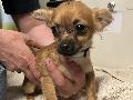 Neues Zuhause fr ber 30 Chihuahua und Co im Kreis Altenkirchen