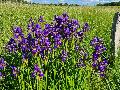 Naturerlebnisse an der Westerw�lder Seenplatte