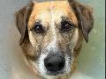 Bailey sucht eine starke Schulter