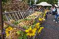 Strohschafe, Bienen und viele regionale Produkte beim Bauernmarkt in Thalhausen