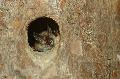 26. Europäische Fledermausnacht in Steinen - den Kobolden der Nacht auf der Spur