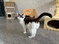 Ihr Miauen ist ein Hilferuf: Bella sucht ein Zuhause