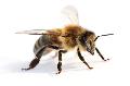 Vorträge und Fortbildungen für Bienenfreunde