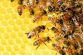 Ein Bienenlehrpfad zum Jubiläum: Der Bienenzuchtverein Bitzen-Forst wird 80