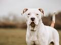 Mein Name ist Bobby: Ich bin ein bisschen dickk�pfig, unheimlich verschmust und suche ein Zuhause