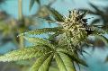 Brand in Hilgert: Cannabisplantage entdeckt