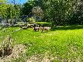 Sdamerika trifft auf Australien im Zoo Neuwied: Capybaras und Nandu erobern ihr neues Zuhause