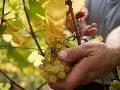 Wetterkapriolen treffen Winzer in Rheinland-Pfalz: Weniger Weinproduktion 2025