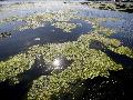 Schmalbl�ttrige Wasserpest breitet sich in Rheinland-Pfalz aus
