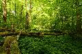 Naturschutzinitiative e.V. (NI) fordert naturnahe Wälder