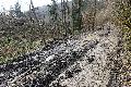 Forst verstößt im Kaltenbachtal gegen fachliche Praxis und ökologische Waldwirtschaft