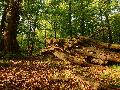 Exkursion in die wilden Wlder des Nationalen Naturerbes am Stegskopf