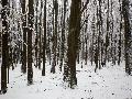 Winterliche Fackel-Wanderung zum Jahresabschluss in Rennerod