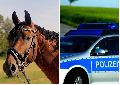 Fehl-Ritzhausen: Pferd geht durch und läuft gegen Auto