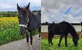 Pferd verschwand auf mysteriöse Weise - Besitzerin bittet um Mithilfe (Update)