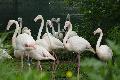 Neue Flamingos im Zoo Neuwied eingetroffen