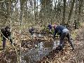 Ehrenamtliche sichern Amphibienschutz an der Westerw�lder Seenplatte