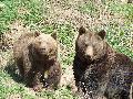 Wild-Freizeitpark-Westerwald trauert um "Purzel"