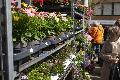 Neuwied ldt zum Gartenmarkt ein - Veranstaltungsflche wird verlagert