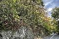 Gefahrenb�ume an der Wiedtalstra�e werden gef�llt