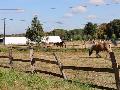 Therapeutisches Reiten: Eine besondere Woche f�r Kinder der DRK-Kinderklinik Siegen