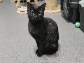 Vom Fundtier zur Familienkatze: Gina mchte ankommen
