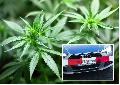 Erneute Entdeckung einer Cannabis-Plantage in Hhr-Grenzhausen