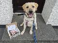 Tierqulerei in Dsseldorf: Labrador "Haribo" wird glcklich im Westerwald