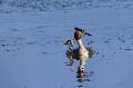 Haubentaucher an der Westerwlder Seenplatte 
