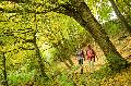 Herbstwandern im Westerwald: Goldene Tage auf den W�ller Touren