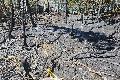 Trockenheit forderte ihren Tribut: 2.000 Quadratmeter Wald brannten in Hohensayn