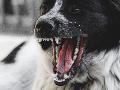 Hundeattacke in Sankt Katharinen - mutiger Besitzer bei Rettungsversuch seines Hundes verletzt